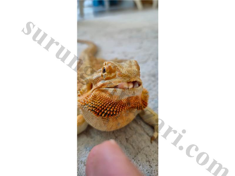 Leatherback Sakallı Ejder